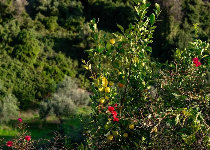 Lira The Hidden Gem Above The Sea *