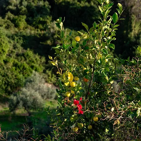 Lira The Hidden Gem Above The Sea *